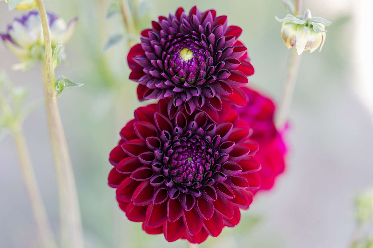 Daalia 'Gipsy Night'